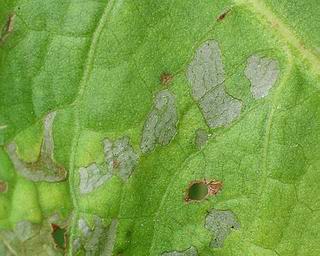 Tell-tale windows in Dock caused by larva eating away the lower layers. 