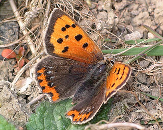 Female (probably). This one shows faint blue spots of the form <i>caeruleopunctata</i>.