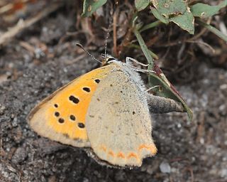 Female depositing an egg on sorrel. 