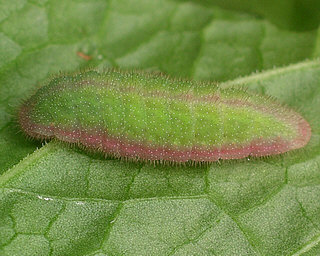 Larva, three weeks old, 12mm long. 