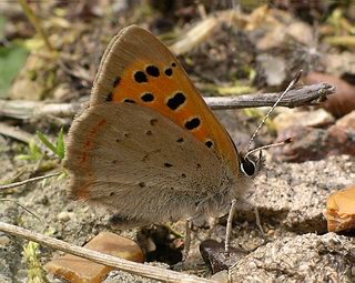 Underside