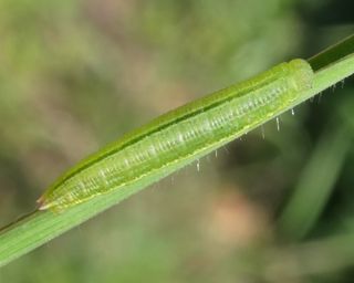 Larva