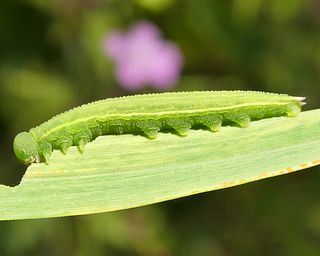 Larva