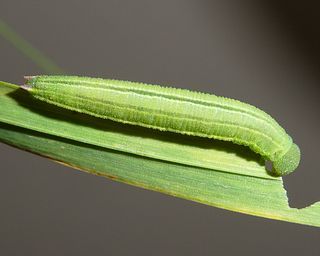 Larva