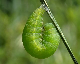 Larva, begining to transform into pupa