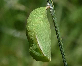 Pupa, newly formed