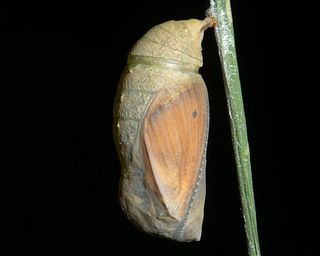 Pupa, just before emergence