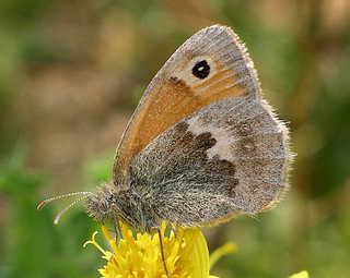 Underside - the upperside is rarely seen. Sexes appear similar.