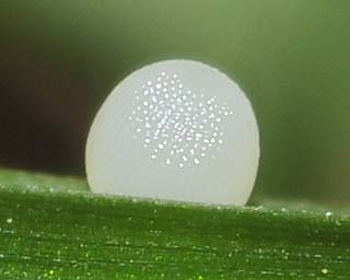 Egg