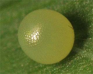 Egg