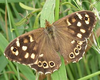 Female. (Body length shorter than male).