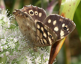 Unusual to see this species feeding on flowers