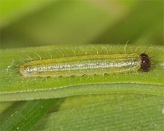 Second instar larva