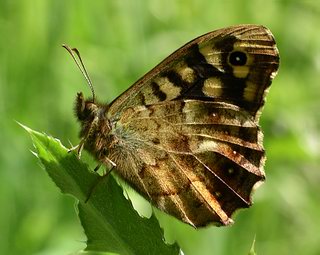 Underside