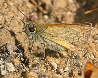 Taking up minerals (probably a male).