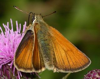 Female. (No dark line in centre of forewing).