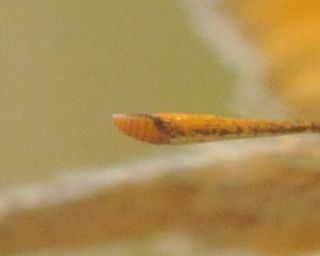 The rufous-coloured forward-pointing face of a Small Skipper antennae (when viewed head on).