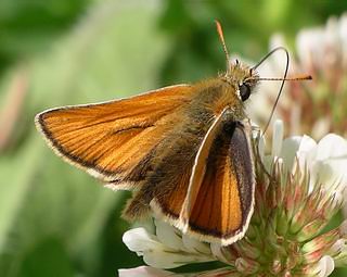 Male. (The thin dark line in the centre of the forewing distinguishes the sexes)