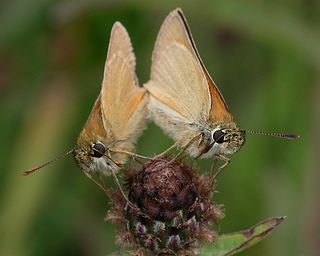 A mating pair.