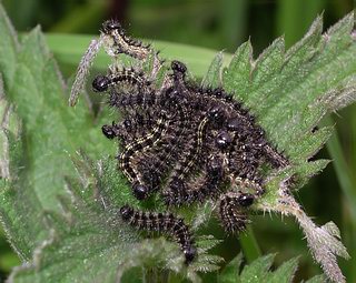 Young larvae feeding communally.