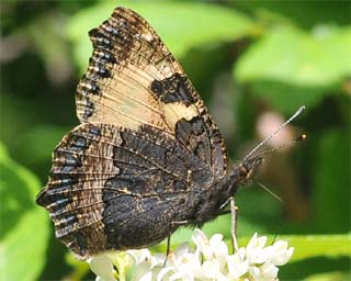 Underside