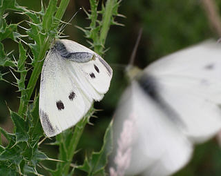 A female rejecting the advances of a male.