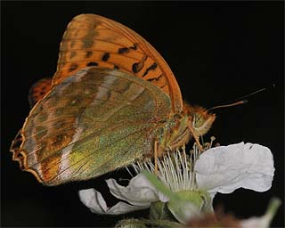 Male underside