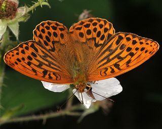 Male. The dark lines on the forewing make males of this species easy to distinguish.