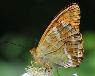 Male underside