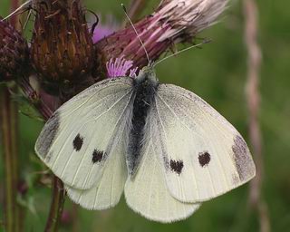 2nd brood female. (Females have two spots on upper surface of forewing)