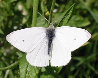 1st brood male. (Males have only one spot, or no spot, on upper surface of forewing).