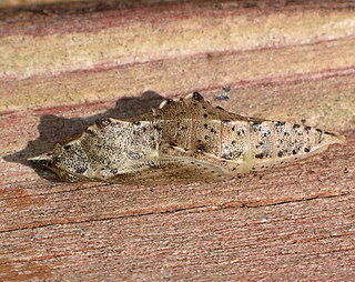 Pupa, normally attached by silken girdle, accidently snapped in this case.