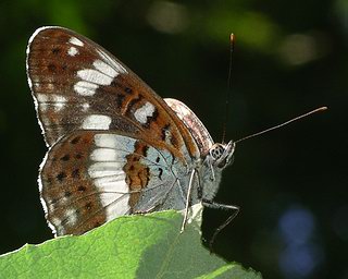 Underside