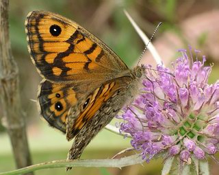 Female. 