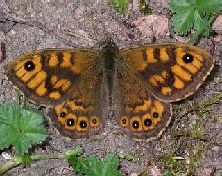 Male. (Has thick dark band in centre of forewing).