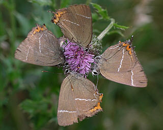 Convergence on a late season thistle