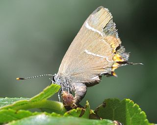 Female laying on a terminal elm bud.