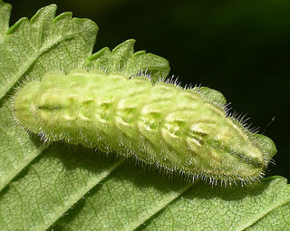 Larva