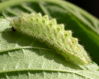 Larva