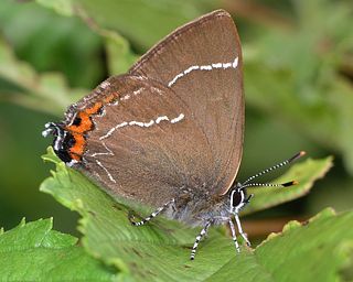 Short tails, so presumably a male.