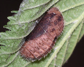 Pupa