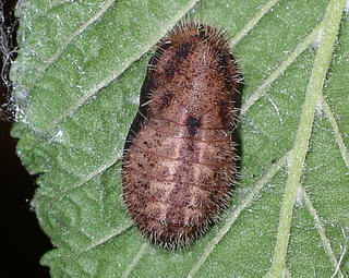 Pupa